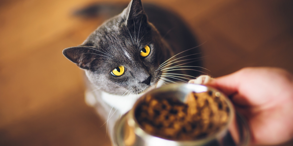 Beneficios de la comida orgánica para gatos