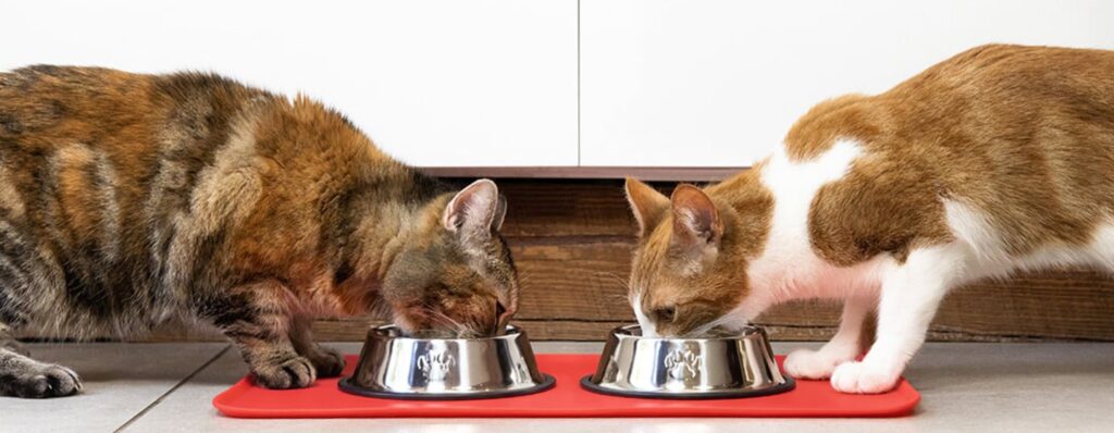 marcas líderes en comida orgánica para gatos